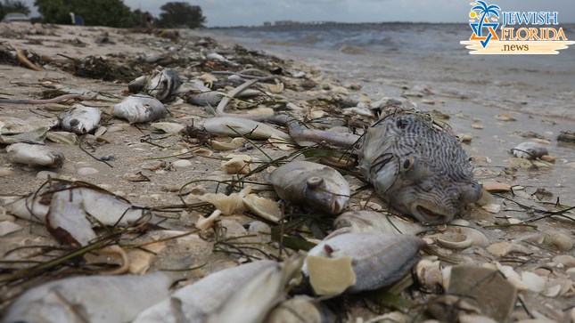 More than 1,200 tons of dead fish, debris washing onto Florida beaches