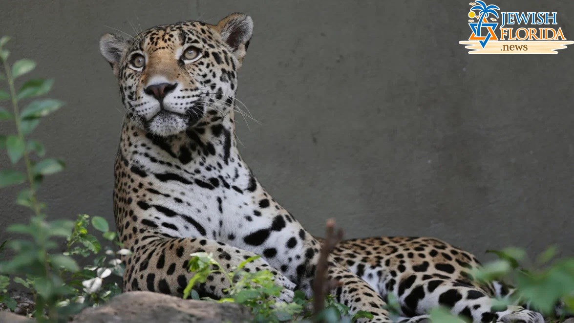 Florida Zoo: Man Injured By Jaguar After Crossing Barrier