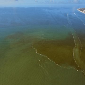 Contaminated water plaguing Southwest Florida shores