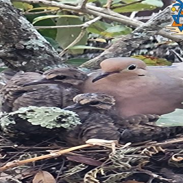 Mother Mourning Dove