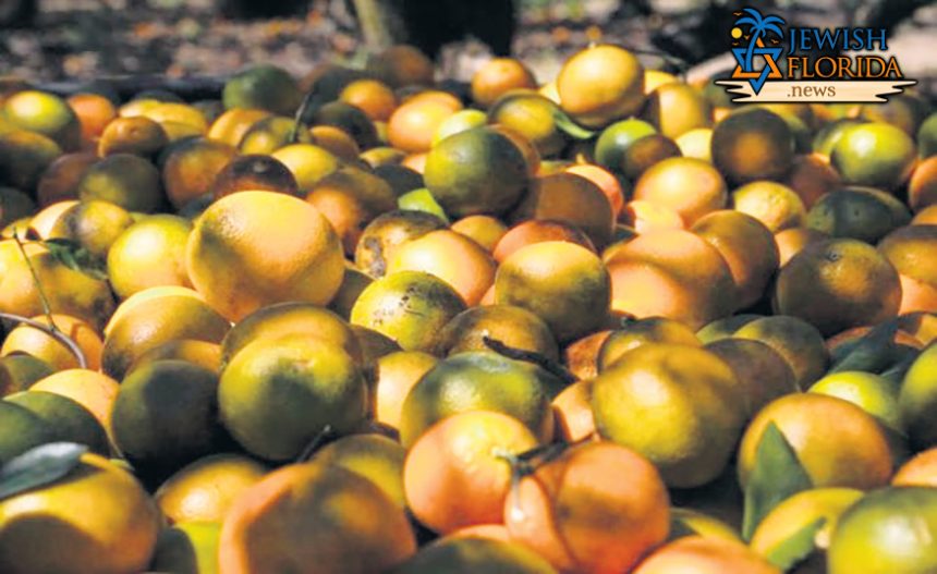FEELING THE SQUEEZE Florida posts worst citrus season in nearly a century