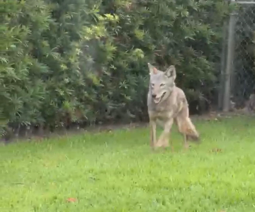 Coyotes are now present in all 67 Florida counties