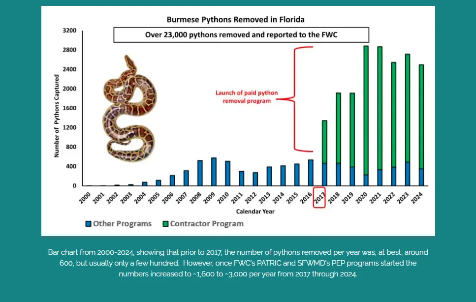Florida Python Challenge 2026: Up to $10,000 in Prizes for Eradicating Burmese Pythons
